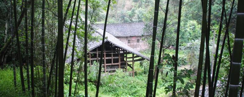 野竹在人们生活中发挥着怎样的作用（野竹在生活中有什么用）