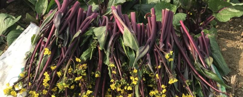 红色菜汁的菜叫啥（汁是红色的菜）