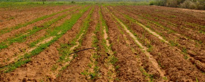 1000亩地是什么概念 100万亩地是什么概念