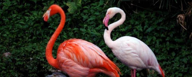 火烈鸟是吉祥物吗（火烈鸟是吉祥鸟吗）