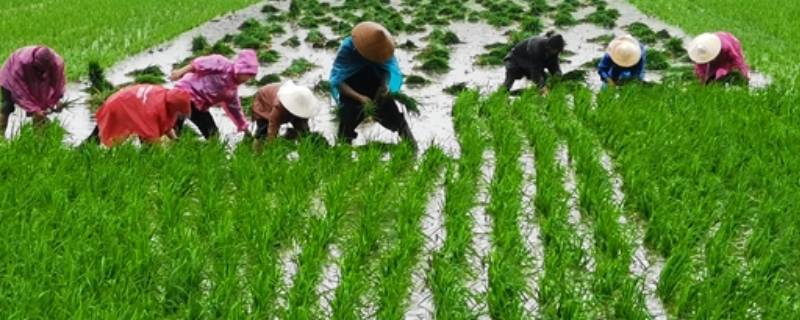 农业三夏是指什么（三夏指的是什么?）