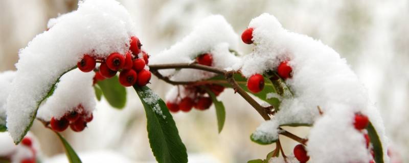 瑞雪兆丰年是几月份的雪（瑞雪兆丰年是什么时节）