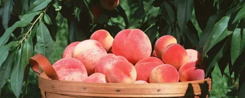 桃子的核为什么都是开裂的 桃子的核为什么会裂开