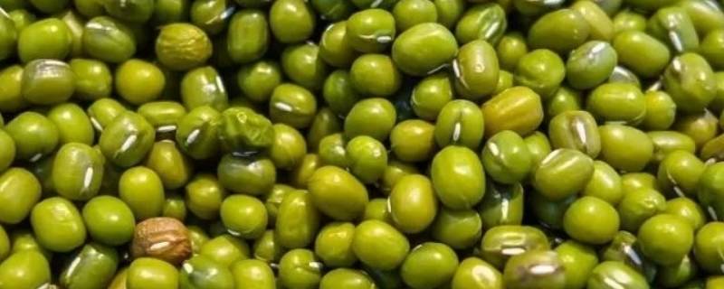 绿豆为什么有些是硬的呢 绿豆中有些很硬的豆