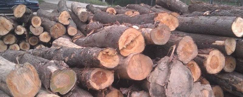 太行柏木的作用（太行崖柏的功效）