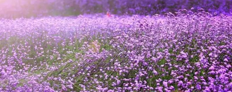 紫色怎么形容比较高级 形容紫色的高级词语