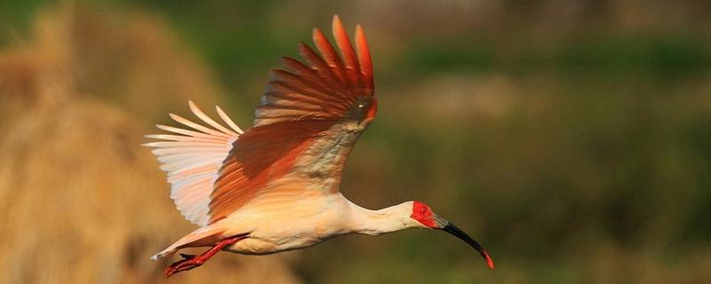 朱鹮的特点 朱鹮的特点是什么