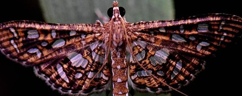 蛾子的特点 蛾子的特点是什么