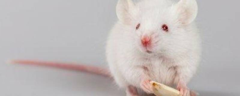 老鼠的种类 宠物老鼠的种类