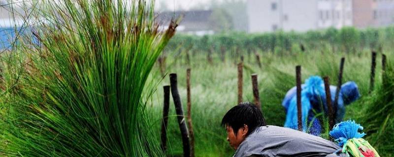 蔺草是什么草（本草 蔺草）