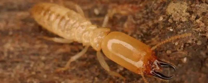 大水虫怎么赶走 大水虫怕什么?