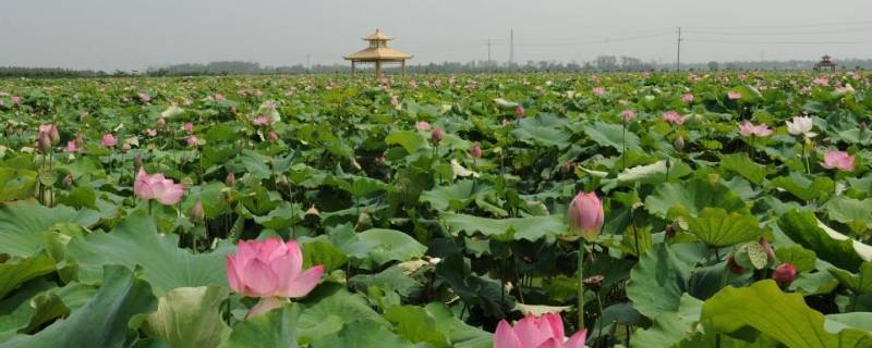 范县景点 范县景点或景区