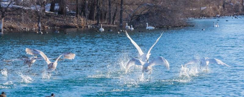 伊宁县景点（伊宁县景点有哪些）