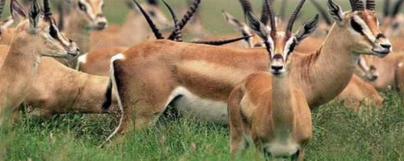 藏羚羊的特点（藏羚羊的特点简短）