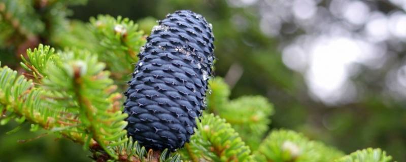 松萝是不是生物 松萝是不是生物或者非生物