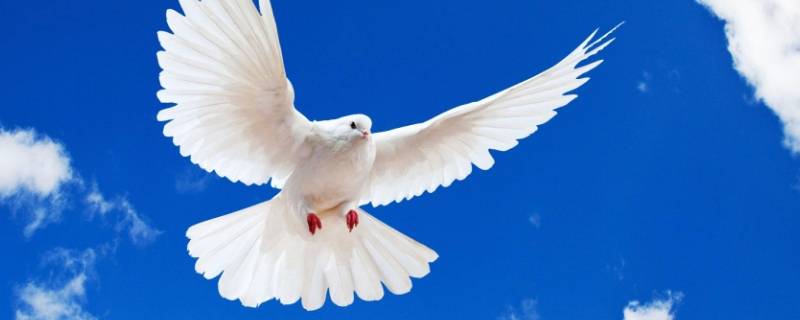 鸽子象征 鸽子象征着什么意义