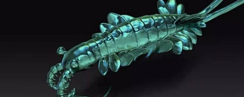 奇虾的特点 奇虾的主要食物