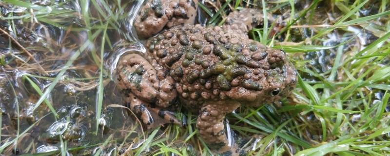 铃蟾的特点 铃蟾是什么