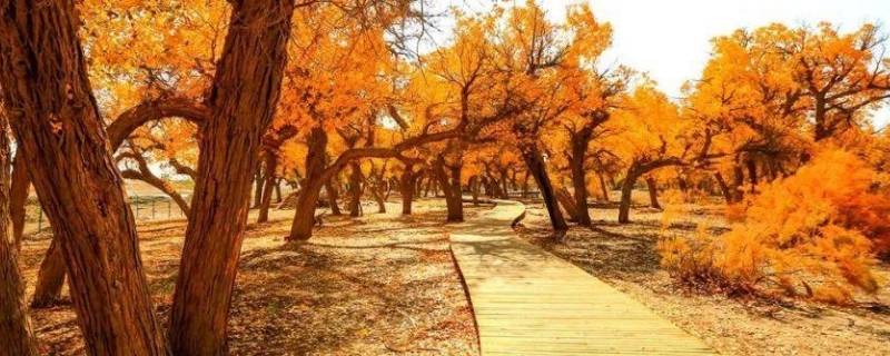 胡杨一般多久出一次（下一次胡杨什么时候）