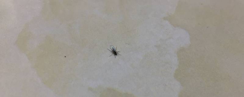 家里的黑菌虫哪来的 黑菌虫家里怎么会有黑菌虫了