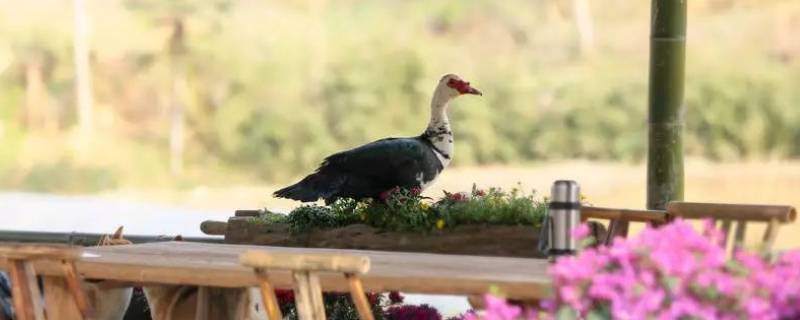 彩灯是什么动物 向往的生活第六季彩灯是什么动物