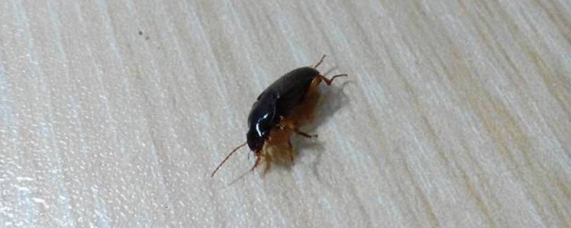 下雨天家里很多小飞虫怎么办 雨后家里有很多小飞虫怎么办