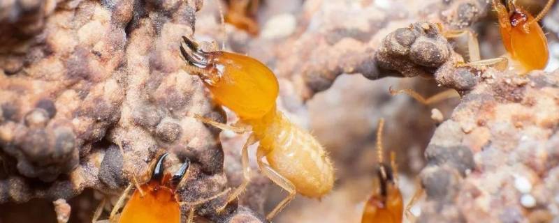 灭白蚁找什么部门 灭白蚁找谁