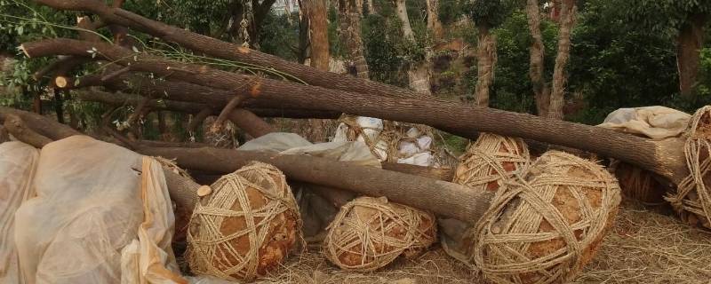 什么是生苗和熟苗 苗木生苗和熟苗的区别