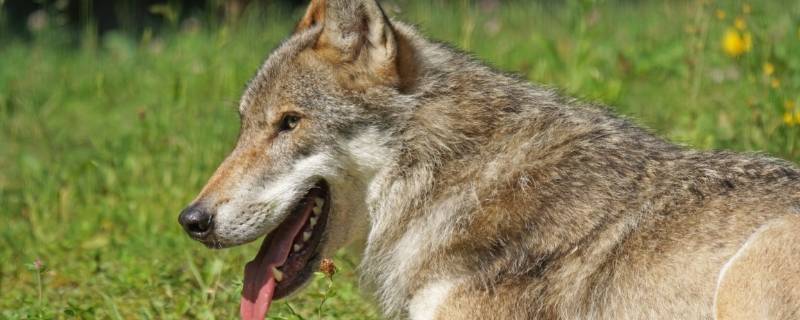 野狼的特点 野狼的种类