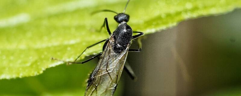 家里飞蚁怎么消灭 家中飞蚁怎么彻底根除