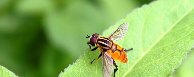 店铺小飞虫怎么处理（店里有小飞虫怎么消灭小窍门）