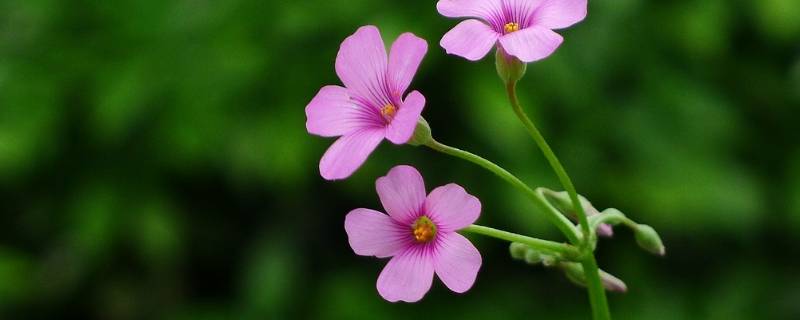 保护花草的宣传语（小学生保护花草的宣传语）