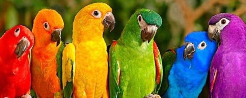 金刚鹦鹉的特点 金刚鹦鹉的特点外貌描写