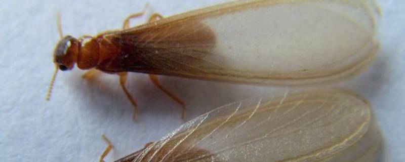 下雨天白蚁为什么会集体飞出来 为什么下雨白蚁就会飞进来房子