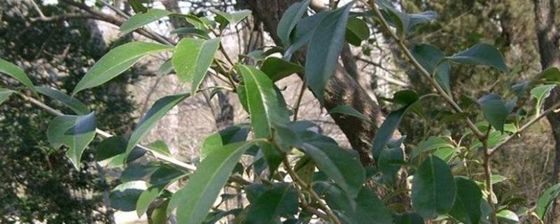 做乌米饭的树叶是什么树 做乌米饭的树叶是什么树呀