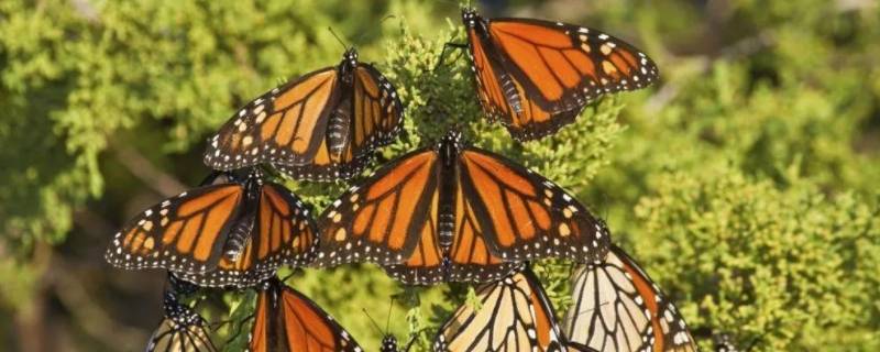 帝王蝶的特点（帝王蝶的介绍）