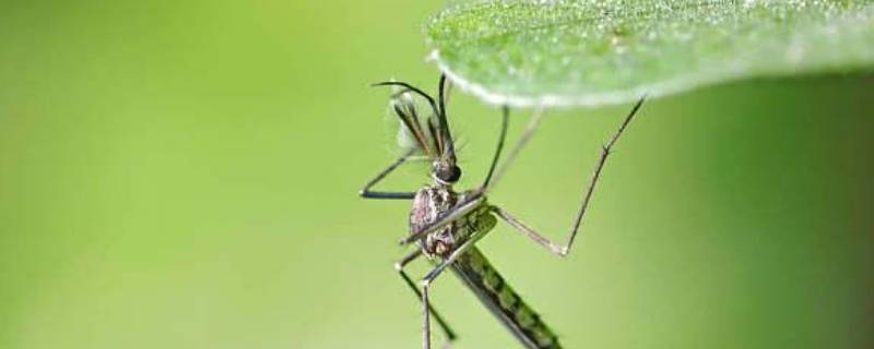 母蚊子为什么一定要吸血（母蚊子吸血吗）