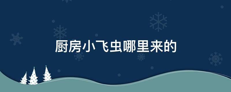 厨房小飞虫哪里来的 厨房小飞虫子