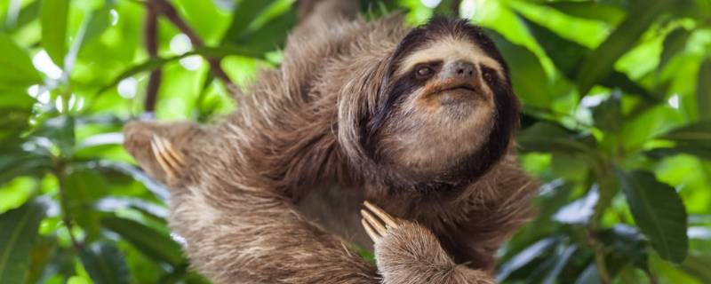 到底是树獭还是树懒 到底叫树懒还是树獭