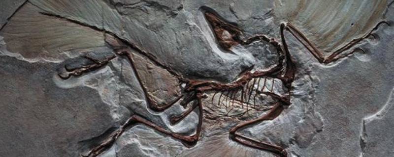 始祖鸟的特点（始祖鸟的特点简单介绍）