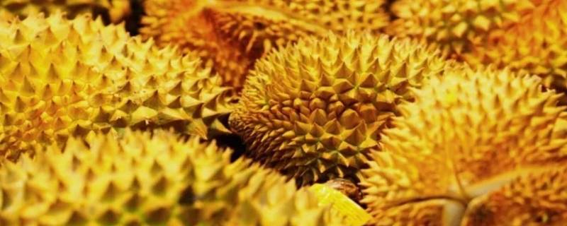 榴莲仁可不可以吃（石榴仁能不能吃）