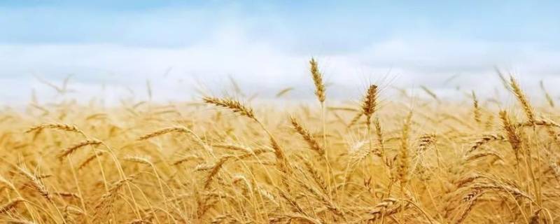 关于芒种的内容（关于芒种的内容英语）