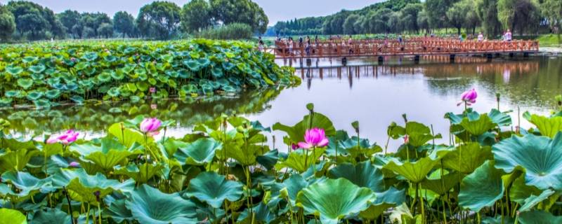 洪湖市景点 洪湖市景点是哪个大象