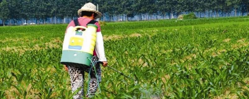 用盐水除草后会不会再长草（盐水除草多久见效）