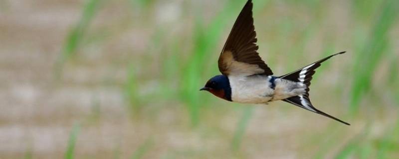 燕子怎么筑巢（燕子怎么筑巢视频）