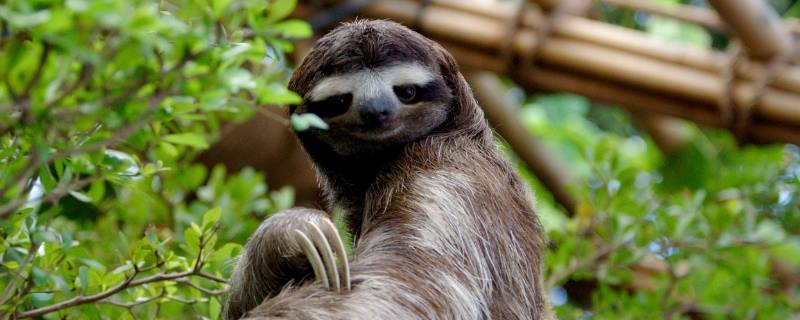 树懒吃什么 树懒吃什么树叶中毒