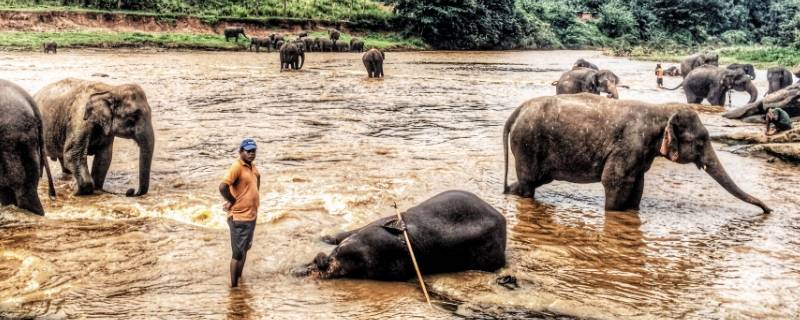 大象吃草吗 大象吃象草吗