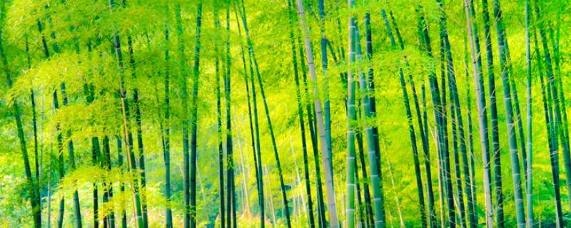 竹子的别称（竹子的别称雅称有哪些）