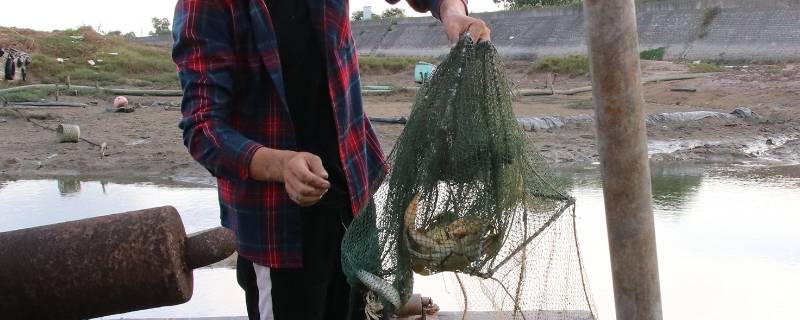 下地笼的正确方法（小龙虾下地笼的正确方法）