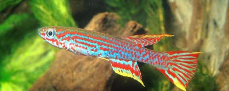 斑纹隐小鳉的特点 花斑隐小鳉